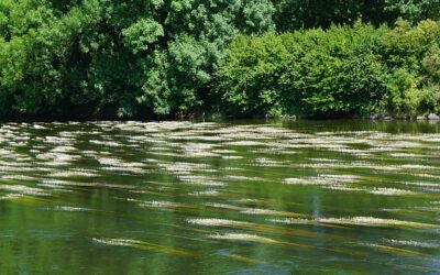 Gewässerschutz: Alarmplan Bayerische Donau tritt in Kraft
