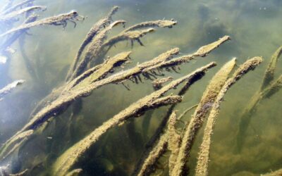 Aquacultures severely threaten seagrass meadows
