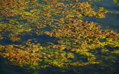 Toxic algae pose a threat to Sweden’s drinking water