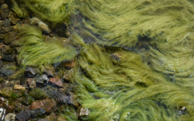 Fadenalgen: Forscher:innen sehen Gewässernutzung klarer Seen bedroht