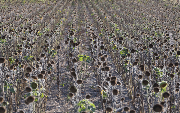 Dürrerisiko nimmt zu: Vertrocknete Sonnenblumenfeld