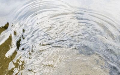 Studienergebnisse zeigen: Deutschland drohen sinkende Grundwasserstände