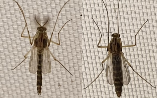 Adulte Zuckmücken (links Männchen, rechts Weibchen). Alexis P. Roodt / Universität Koblenz-Landau