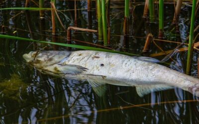 Tote Fische in der Oder: Landeskriminalamt Brandenburg ermittelt