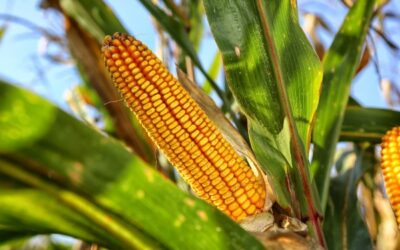 New study shows corn cobs can be used to clean water