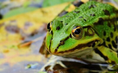 Immer mehr Amphibienarten sterben aus