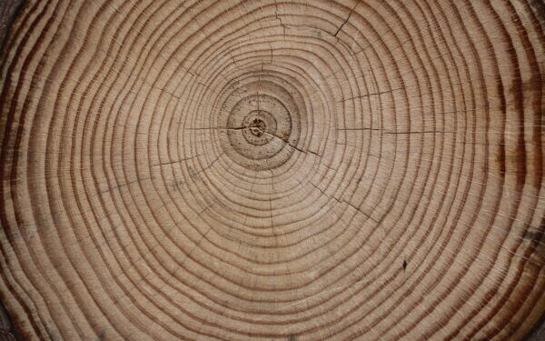tree ring isotope hydroclimate