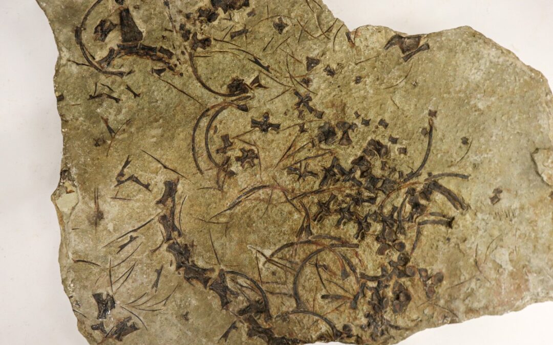 Uraltes Fossil enthüllt die frühe Evolution der Meeresreptilien
