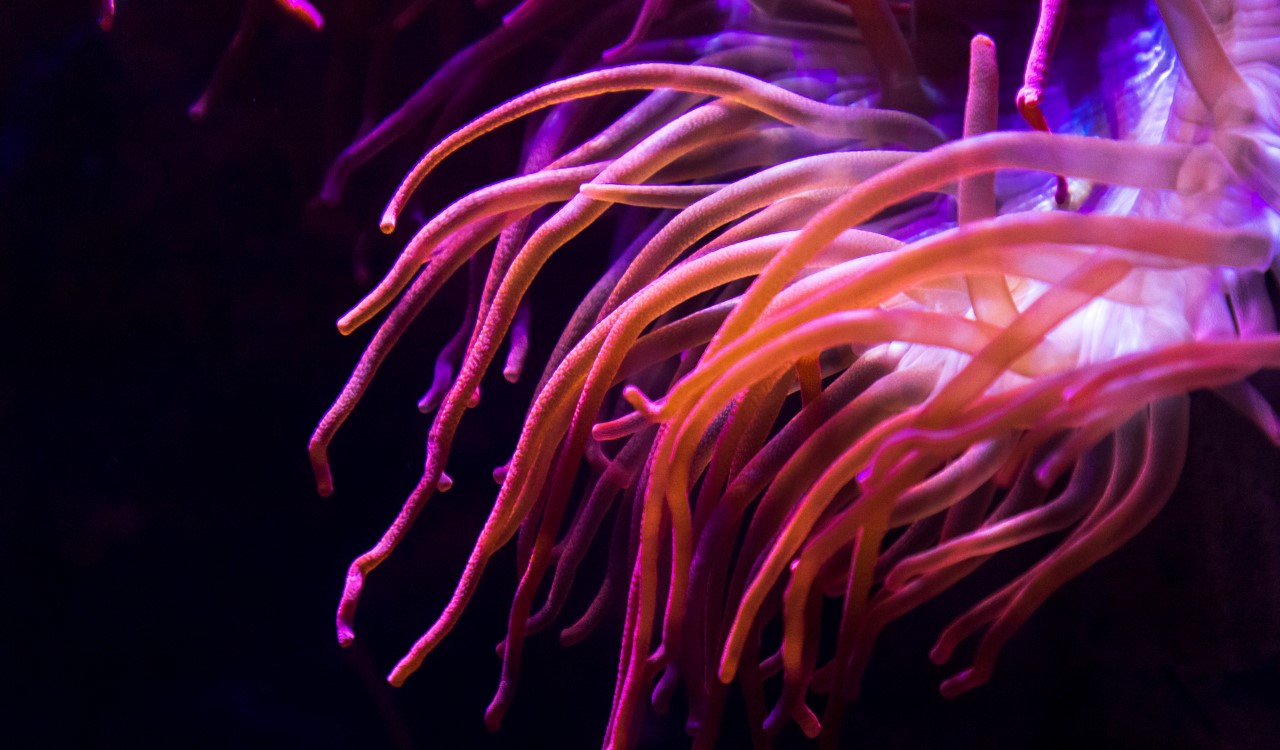 Sea anemones that live on the rocky coasts of the Atlantic are exposed to large differences in water temperature. Depending on the individual's personality, they cope with the heat differently.