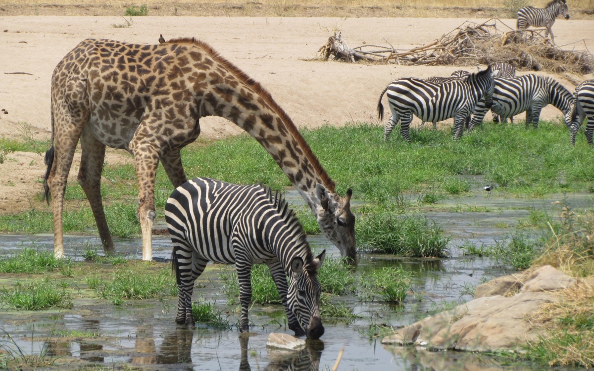 Zebras und Giraffen im Ruaha-Nationalpark in Tansania
